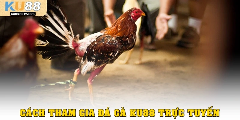 Cách tham gia đá gà Ku88 trực tuyến